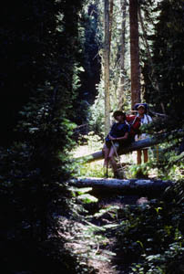 12-029-J29507_B&Sdeadfall