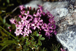 12-044-14927_MossCampion