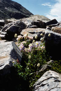 12-045-14929_flowers