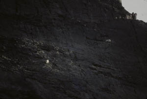 12-049-15105_MtnGoats