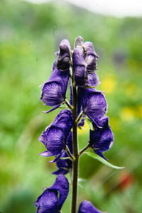 12-105-15211_Monkshood