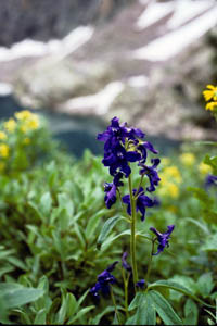 12-107-15202_Larkspur
