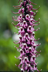 12-108-15203_Elephanthead