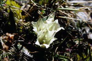 12-118-15216_ArcticGentian