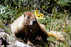 13-008-J30403_Marmot