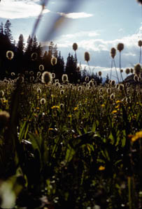 13-050-15402_backlitAnemone