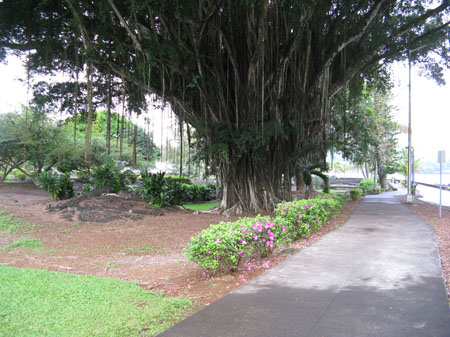 2029-Garden