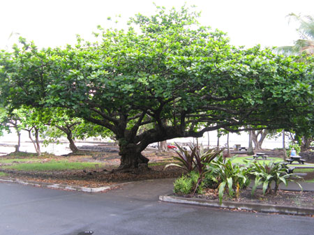 2030-Garden