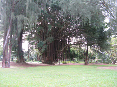 2034-banyan