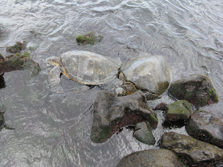 0044-turtles
