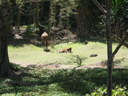 20080421_2100-horses