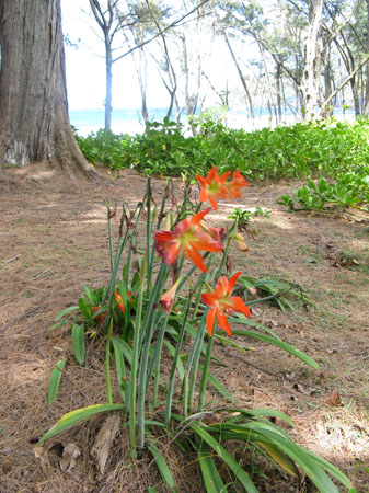 20080421_2118-lillies