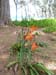 20080421_2118-lillies