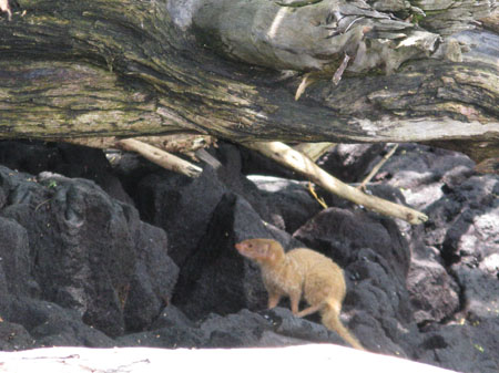 2185-mongoose