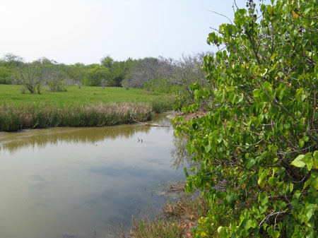 2276-S-fishpond