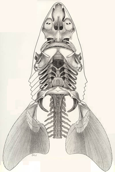 dogfish shark skeleton. Squalus+skeleton Sharks